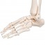 Squelette classique anatomique Stan : sur support à cinq pieds avec roulettes