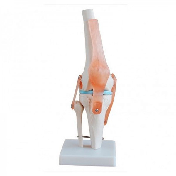 Articulation Genou Taille Naturelle Articulation Genou Taille Naturelle