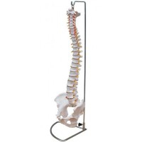Colonne vertébrale grandeur nature avec bassin Colonne vertébrale grandeur nature avec bassin