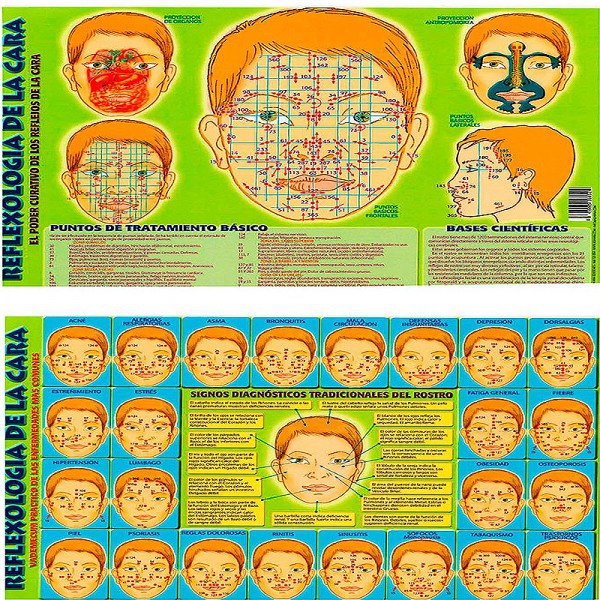 Fiche Réflexologie du visage A4 Fiche Réflexologie du visage A4
