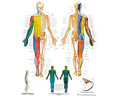 Films anatomiques Films anatomiques