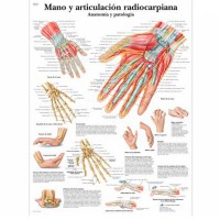 Fiche d'anatomie : main et articulation radiocarpienne