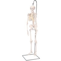 Shorty mini squelette complet sur support suspendu