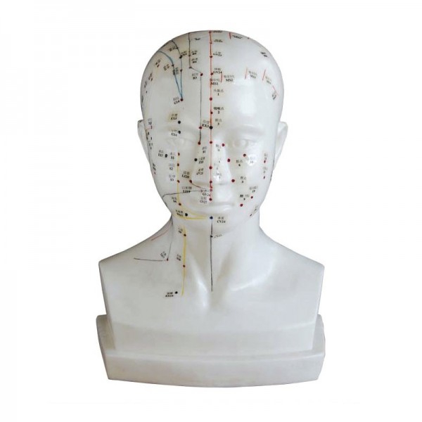 Modèle anatomique de la tête humaine 21 cm : Gravure de l'emplacement des points d'acupuncture
