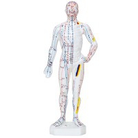 Modèle Anatomique du Corps Humain Masculin 26 cm : 361 points d'acupuncture et 80 points curieux