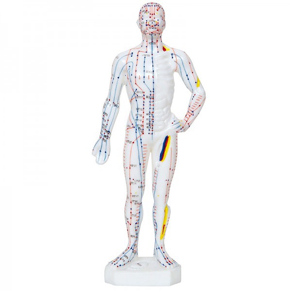 Modèle Anatomique du Corps Humain Masculin 26 cm : 361 points d'acupuncture et 80 points curieux