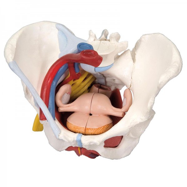 Modèle anatomique du bassin féminin avec ligaments, veines, nerfs, plancher pelvien et organes (six parties) Modèle anatomique du bassin féminin avec ligaments, veines, nerfs, plancher pelvien et organes (six parties)