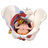 Modèle anatomique du bassin féminin avec ligaments, veines, nerfs, plancher pelvien et organes (six parties)