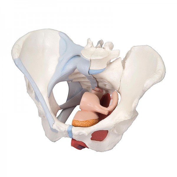 Modèle anatomique du bassin féminin avec ligaments et section médiane sagittale à travers les muscles du plancher pelvien (quatre parties) Modèle anatomique du bassin féminin avec ligaments et section médiane sagittale à travers les muscles du plancher pelvien (quatre parties)