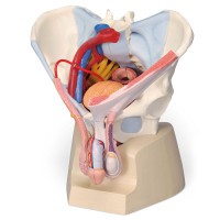 Modèle anatomique du bassin masculin avec ligaments, vaisseaux, nerfs, plancher pelvien et organes (Sept parties)