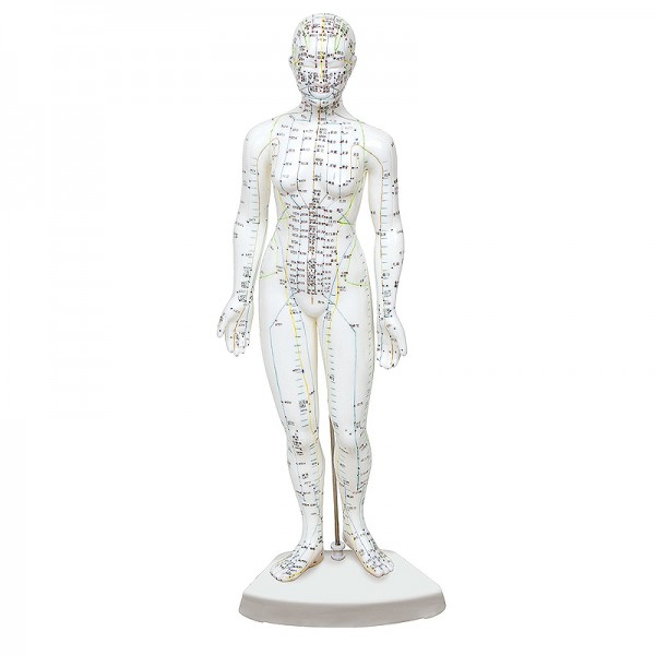 Modèle de corps humain féminin 46 cm : 361 points d'acupuncture et 80 points curieux