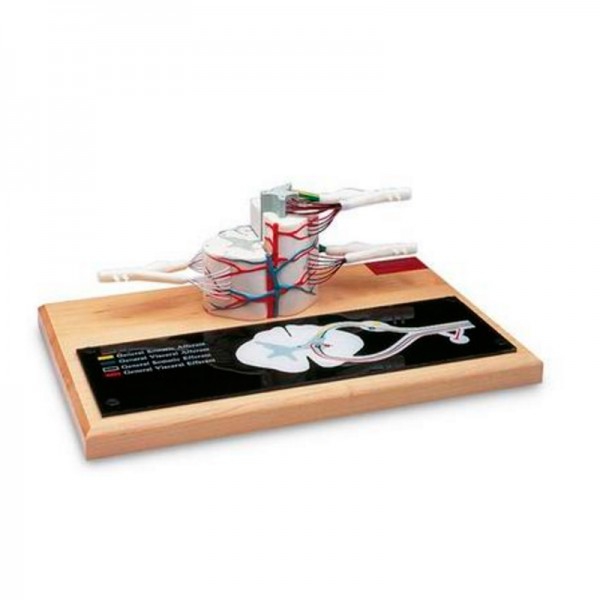 Modèle de moelle épinière (six fois grandeur nature) Modèle de moelle épinière (six fois grandeur nature)