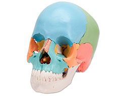 Modèles anatomiques Modèles anatomiques