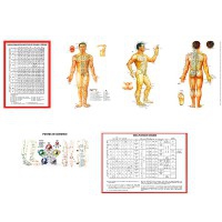 Triptyque plastifié du guide pratique d'anatomophysiologie de la MTC