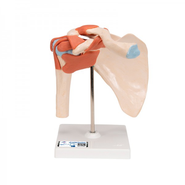 Modèle fonctionnel de l'articulation de l'épaule avec ligaments Modèle fonctionnel de l'articulation de l'épaule avec ligaments