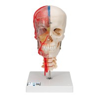 Modèle de crâne d'enseignement BONElike Deluxe : sept parties différentes