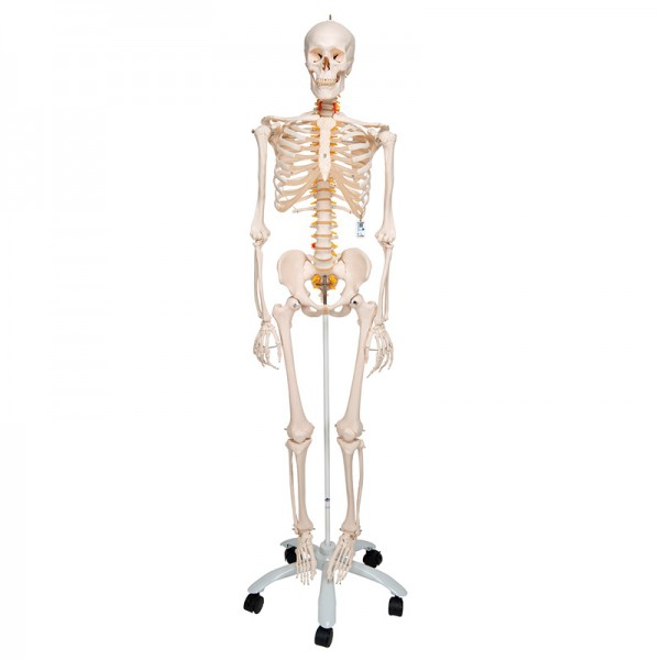 Fred Deluxe Anatomical Skeleton - Squelette flexible sur support à cinq pattes avec roues Fred Deluxe Anatomical Skeleton - Squelette flexible sur support à cinq pattes avec roues