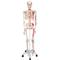 Squelette anatomique Max : avec muscles sur support à cinq pieds avec roues