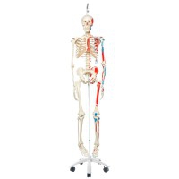 Squelette anatomique Max : doté de muscles et suspendu à un support métallique à cinq roues