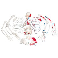 Squelette désarticulé complet avec description des muscles