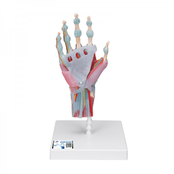 Modèle de squelette de main avec ligaments et muscles Modèle de squelette de main avec ligaments et muscles