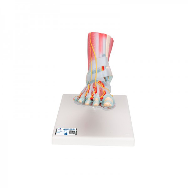 Modèle de squelette de pied avec ligaments et muscles Modèle de squelette de pied avec ligaments et muscles