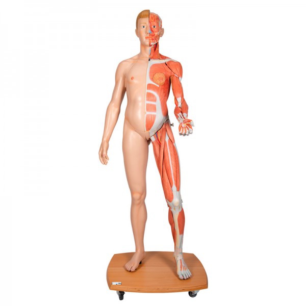 Figurine humaine bisexuelle sur tout le corps (détachable en 39 pièces) Figurine humaine bisexuelle sur tout le corps (détachable en 39 pièces)