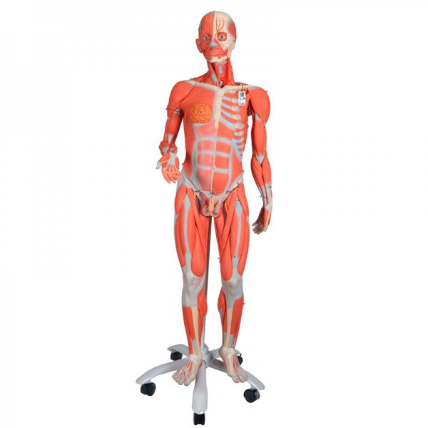 Figurine de réplique humaine à double sexe musculaire (démontée en 45 pièces) Figurine de réplique humaine à double sexe musculaire (démontée en 45 pièces)