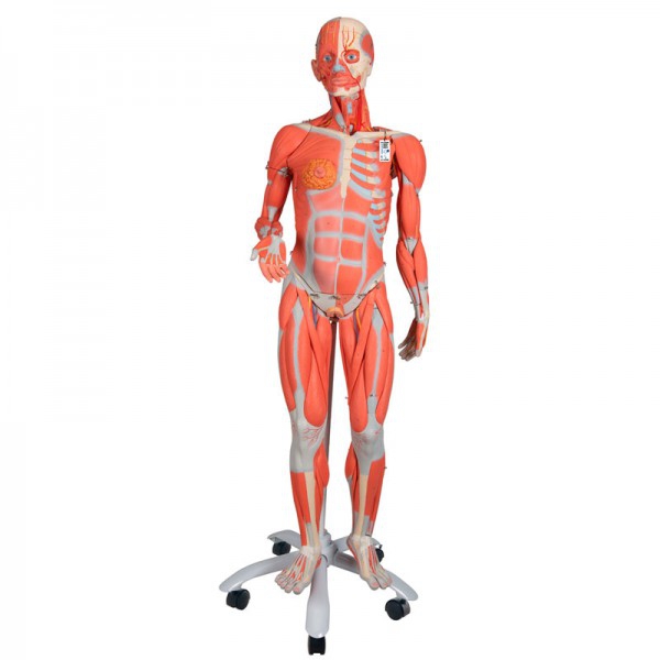 Figure humaine féminine avec muscles (détachable en 23 pièces) Figure humaine féminine avec muscles (détachable en 23 pièces)