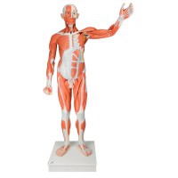 Figure humaine masculine avec des muscles grandeur nature (Démontée en 37 pièces)