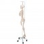 Squelette physiologique Phil : sur support rotatif à cinq roues (spécial kinésithérapie et ostéopathie) Squelette physiologique Phil : sur support rotatif à cinq roues (spécial kinésithérapie et ostéopathie)