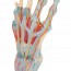Modèle de squelette de main avec ligaments et muscles Modèle de squelette de main avec ligaments et muscles