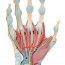Modèle de squelette de main avec ligaments et muscles Modèle de squelette de main avec ligaments et muscles