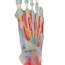 Modèle de squelette de pied avec ligaments et muscles Modèle de squelette de pied avec ligaments et muscles