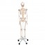 Fred Deluxe Anatomical Skeleton - Squelette flexible sur support à cinq pattes avec roues Fred Deluxe Anatomical Skeleton - Squelette flexible sur support à cinq pattes avec roues