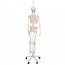 Squelette fonctionnel complet Feldi : suspendu à un pied métallique à cinq roues (Modèle spécial) Squelette fonctionnel complet Feldi : suspendu à un pied métallique à cinq roues (Modèle spécial)