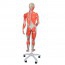 Figurine de réplique humaine à double sexe musculaire (démontée en 45 pièces) Figurine de réplique humaine à double sexe musculaire (démontée en 45 pièces)