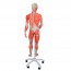 Figure humaine féminine avec muscles (détachable en 23 pièces) Figure humaine féminine avec muscles (détachable en 23 pièces)