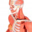 Figure humaine féminine avec muscles (détachable en 23 pièces) Figure humaine féminine avec muscles (détachable en 23 pièces)