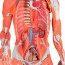 Figure humaine féminine avec muscles (détachable en 23 pièces) Figure humaine féminine avec muscles (détachable en 23 pièces)