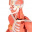 Figurine humaine bisexuelle sur tout le corps (détachable en 39 pièces) Figurine humaine bisexuelle sur tout le corps (détachable en 39 pièces)