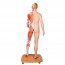 Figurine humaine bisexuelle sur tout le corps (détachable en 39 pièces) Figurine humaine bisexuelle sur tout le corps (détachable en 39 pièces)