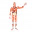 Figure humaine masculine avec des muscles grandeur nature (Démontée en 37 pièces) Figure humaine masculine avec des muscles grandeur nature (Démontée en 37 pièces)