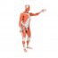 Figure humaine masculine avec des muscles grandeur nature (Démontée en 37 pièces) Figure humaine masculine avec des muscles grandeur nature (Démontée en 37 pièces)