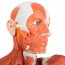 Figure humaine masculine avec des muscles grandeur nature (Démontée en 37 pièces) Figure humaine masculine avec des muscles grandeur nature (Démontée en 37 pièces)