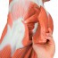 Figure humaine masculine avec des muscles grandeur nature (Démontée en 37 pièces) Figure humaine masculine avec des muscles grandeur nature (Démontée en 37 pièces)