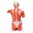 Modèle détachable de torse musculaire grandeur nature (27 parties différentes) Modèle détachable de torse musculaire grandeur nature (27 parties différentes)