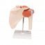 Modèle fonctionnel de l'articulation de l'épaule avec ligaments Modèle fonctionnel de l'articulation de l'épaule avec ligaments