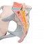 Modèle anatomique du bassin féminin avec ligaments et section médiane sagittale à travers les muscles du plancher pelvien (quatre parties) Modèle anatomique du bassin féminin avec ligaments et section médiane sagittale à travers les muscles du plancher pelvien (quatre parties)