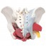 Modèle anatomique du bassin féminin avec ligaments, veines, nerfs, plancher pelvien et organes (six parties)